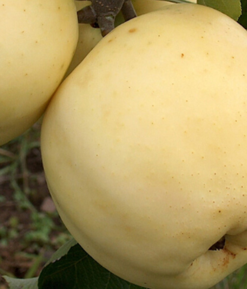 Jabloň (Malus domestica) BALTAIS DZIDRAIS - Tutifruti, s.r.o. (SK)