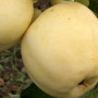 Jabloň (Malus domestica) BALTAIS DZIDRAIS
