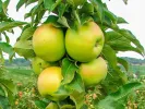 Jabloň (Malus x domestica) BOLERO (stĺpová) - Tutifruti, s.r.o.