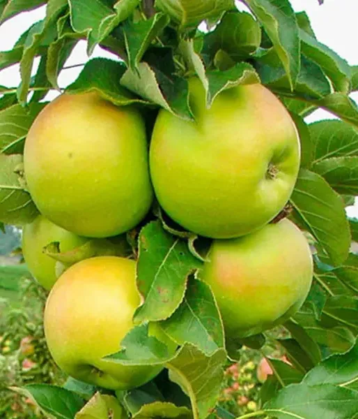Jabloň (Malus x domestica) BOLERO (stĺpová) 