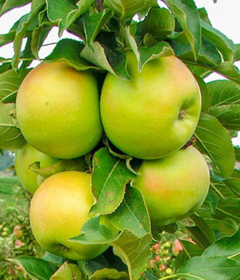 Jabloň (Malus x domestica) BOLERO (stĺpová) - Tutifruti, s.r.o.