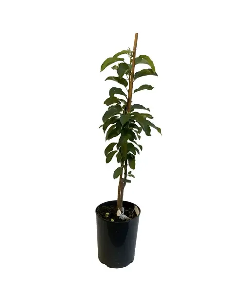 Jabloň (Malus x domestica) BOLERO (stĺpová) 