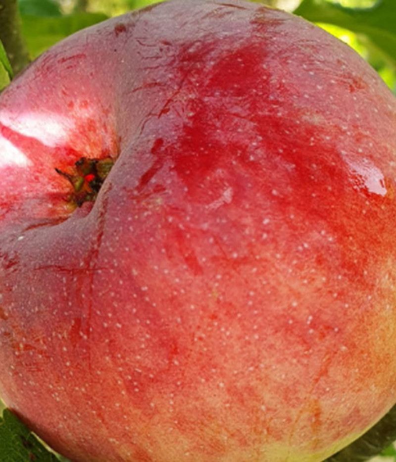 Jabloň (Malus domestica) CIEPA - Tutifruti, s.r.o. (SK)