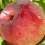 Apple tree (Malus domestica) CIEPA