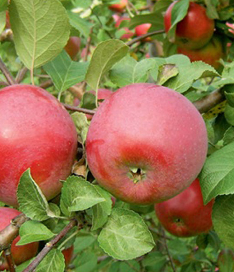 Jabloň (Malus domestica) DACE - Tutifruti, s.r.o. (SK)