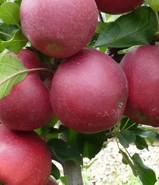Apple (Malus domestica) GALA DARK ANN