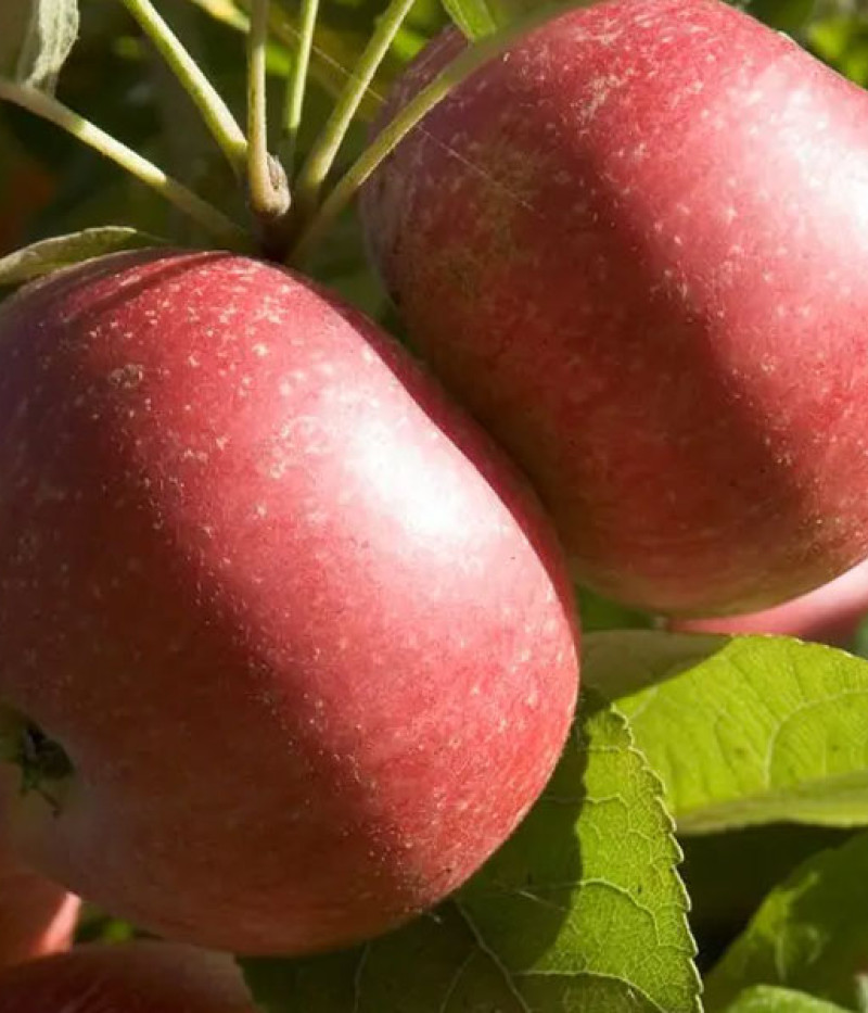 Apple (Malus domestica) EARLY GENEVA - Tutifruti SK