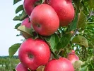 Jabloň (Malus x domestica) FLAMENCO (stĺpová) - Tutifruti, s.r.o.