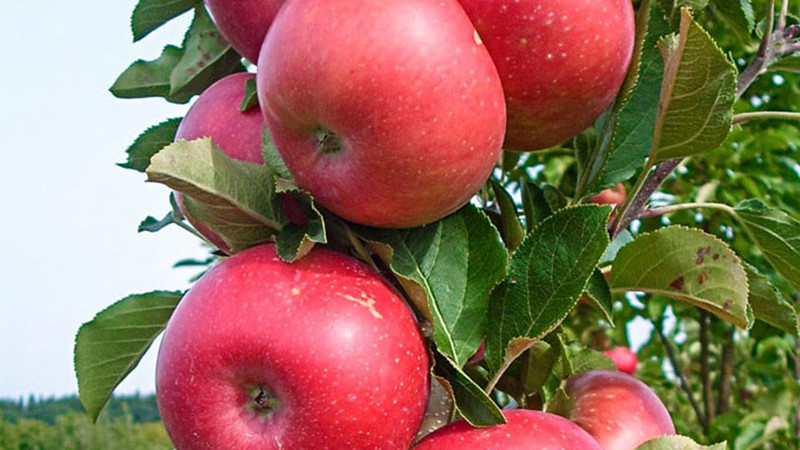 Jablone Antonovka, Baya Marisa a ďalší: Predstavujeme odolnosť a chuť (1. diel)