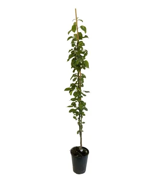 Columnar apple tree 