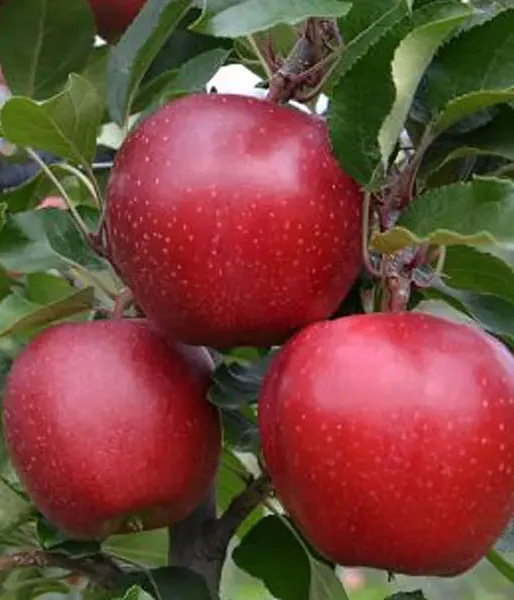 Apple (Malus domestica) GALA SCHNIGA SCHNICO