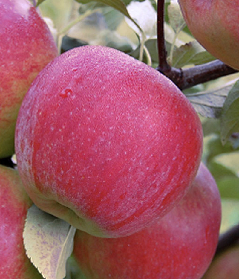 Jabloň (Malus domestica) GITA - Tutifruti, s.r.o. (SK)
