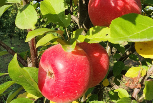 Od piesočných dún po transylvánske kopce: Štyri piliere rumunského poľnohospodárskeho výskumu
