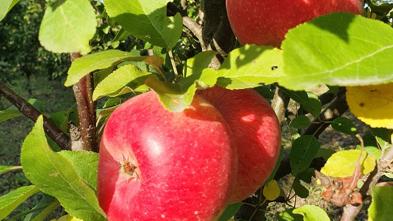 Od piesočných dún po transylvánske kopce: Štyri piliere rumunského poľnohospodárskeho výskumu