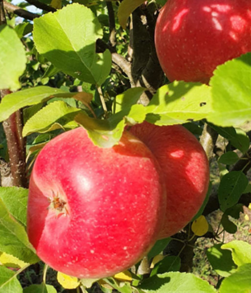 Jabloň (Malus domestica) H-12-05-20 - Tutifruti, s.r.o.