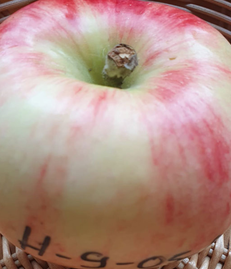 Jabloň (Malus domestica) H-9-05-29 - Tutifruti, s.r.o.