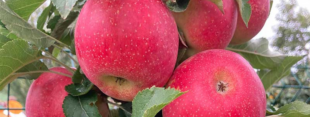 Odolné jablone sú riešením pri vrtochoch počasia, mrazoch a proti chorobám