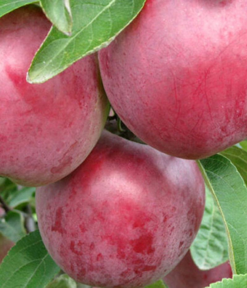 Jabloň (Malus domestica) KOVALENKOVSKOJE - Tutifruti, s.r.o. (SK)