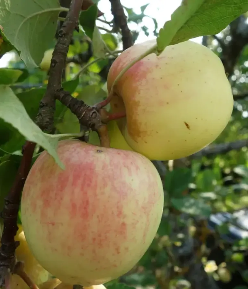 Jabloň (Malus domestica) LIIVI KULDRENETT - Tutifruti, s.r.o.