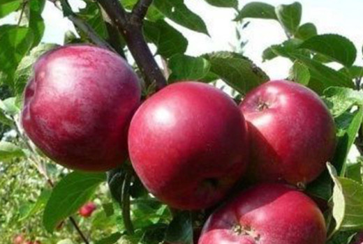 Svet jabloní (2. diel): Divoké jablone a ich nenahraditeľná úloha | Blog