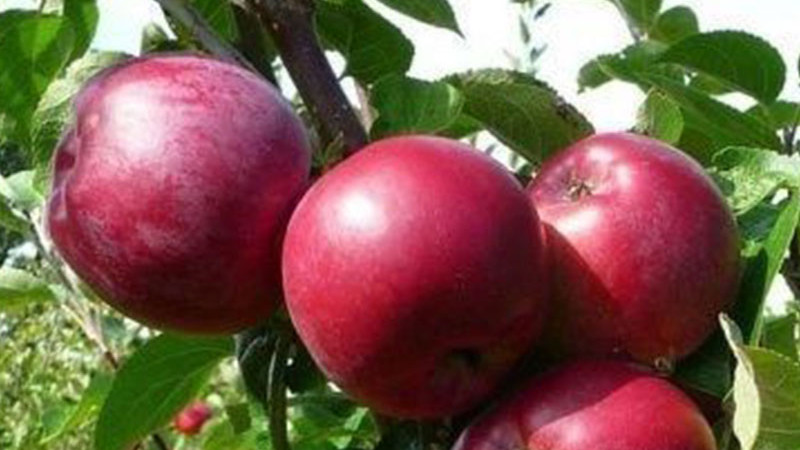 Svet jabloní (2. diel): Divoké jablone a ich nenahraditeľná úloha | Blog