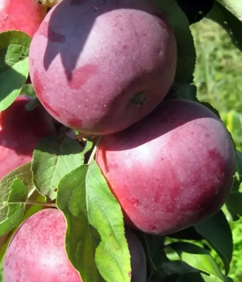 Jabloň (Malus domestica) MOSKOVSKOE OZHERELIE (stĺpová) - Tutifruti, s.r.o.
