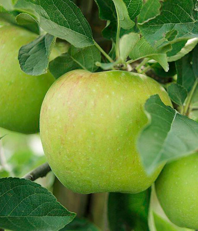 Jabloň (Malus domestica) MUTSU - Tutifruti SK