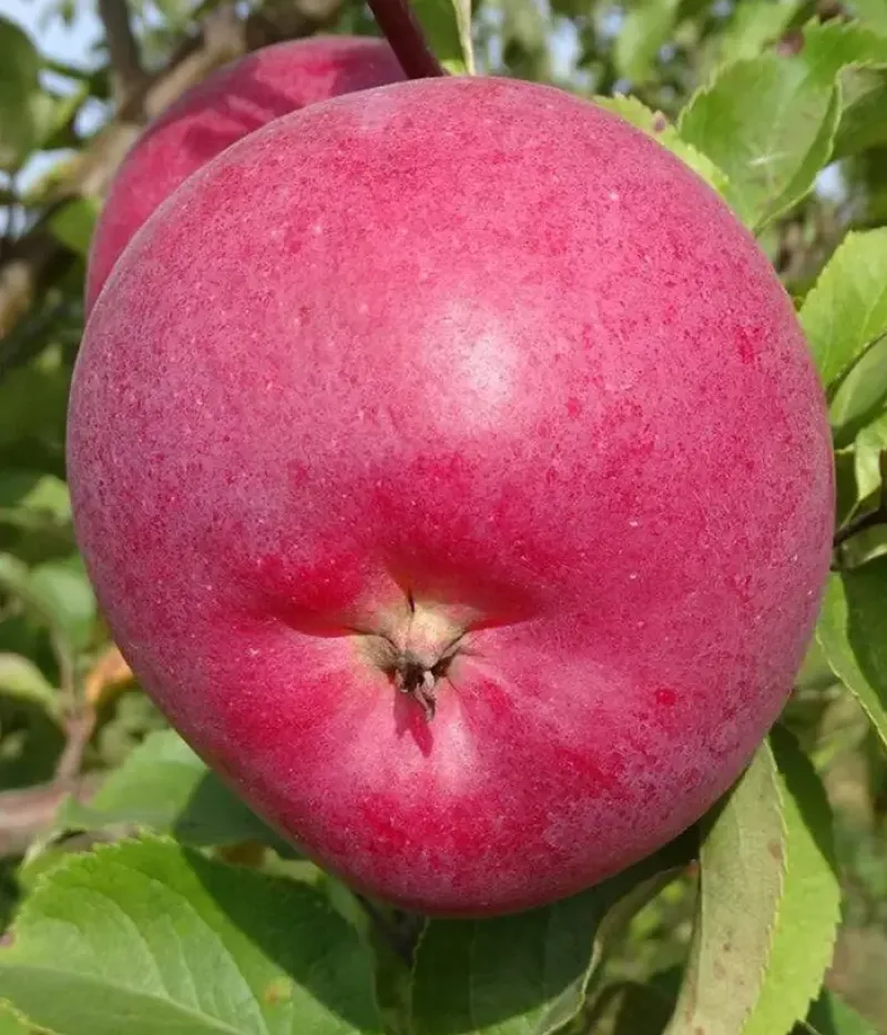 Jabloň (Malus domestica) NIČNERA ZEMEŅU - Tutifruti, s.r.o.
