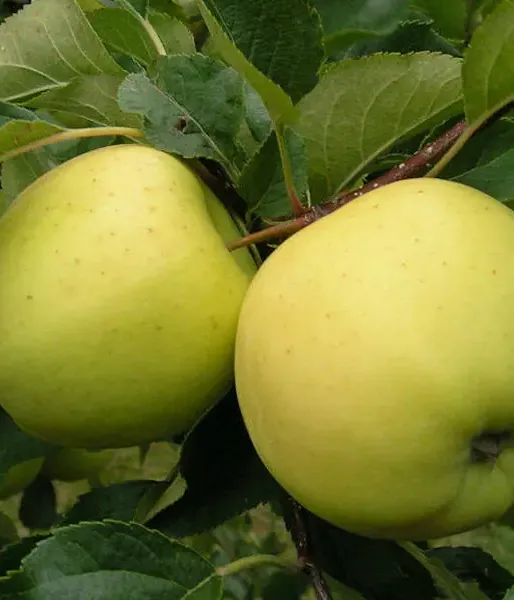 Apple (Malus domestica) YELLOW OLIVE