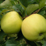 Apfel (Malus domestica) GELBOLIVE