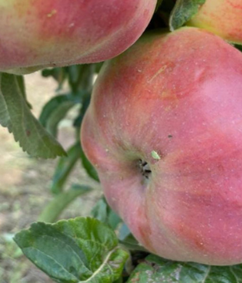Jabloň (Malus domestica) OSTANKINO - Tutifruti, s.r.o. (SK)