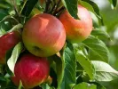 Apple (Malus domestica) GARDEN FOUNTAIN - Tutifruti SK