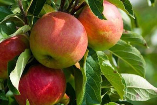 Predstavujeme štyri špičkové odrody jablone (2.diel) – Bolotovskoje, Čistotel, Hanfu a Imrus