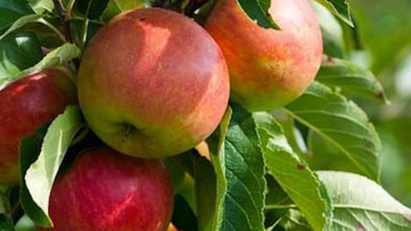 Predstavujeme štyri špičkové odrody jablone (2.diel) – Bolotovskoje, Čistotel, Hanfu a Imrus