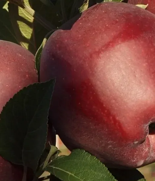 Apple (Malus domestica) RED CAP