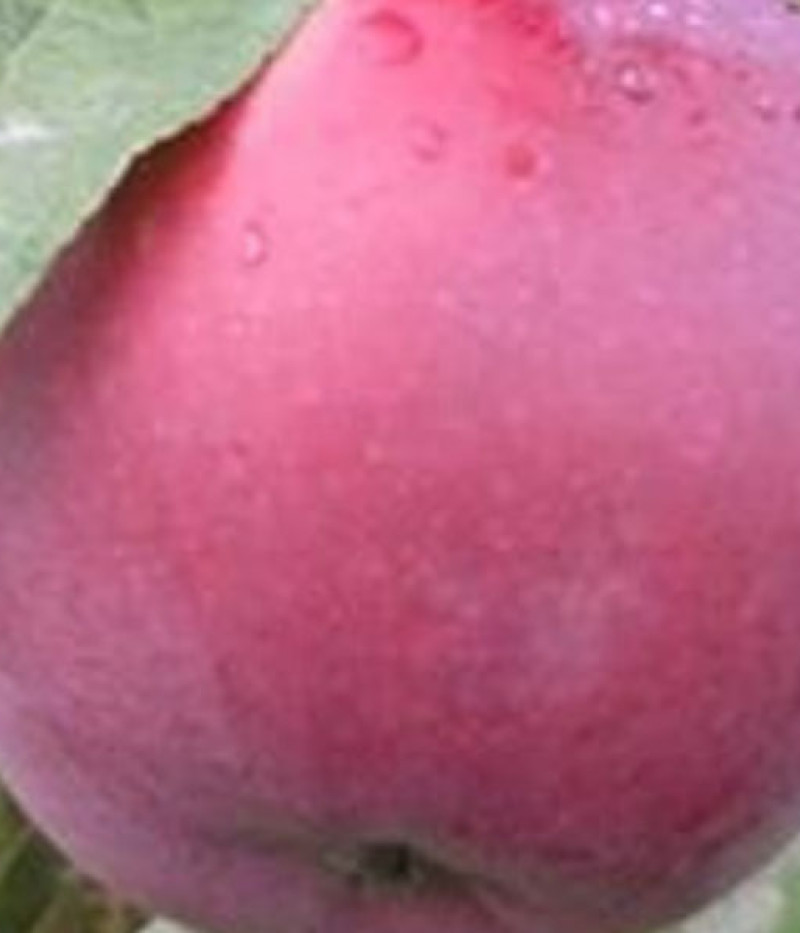 Jabloň (Malus domestica) ROBERTS - Tutifruti, s.r.o. (SK)