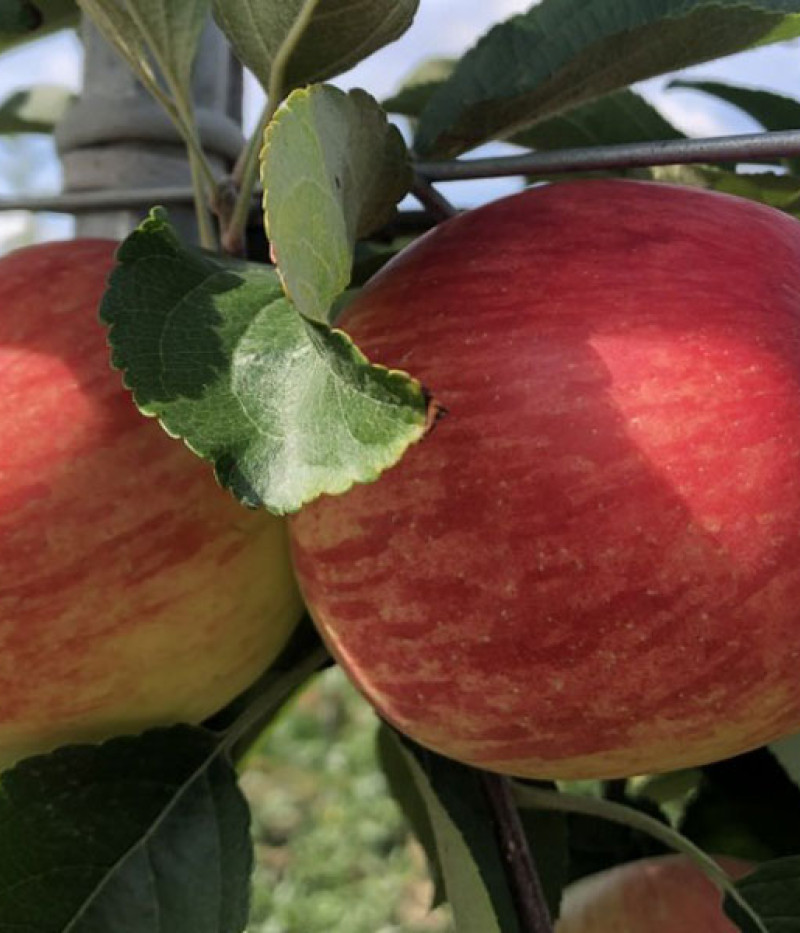 Jabloň (Malus domestica) SANDER - Tutifruti SK