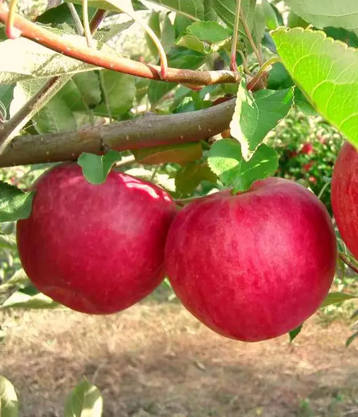 Apple tree (Malus domestica) SLAVA POBEDITELYAM - Tutifruti, s.r.o.