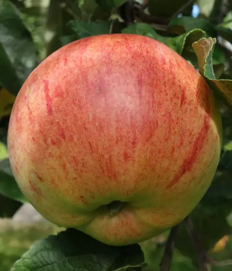 Jabloň (Malus domestica) SÜGISDESSERTÕUN - Tutifruti, s.r.o.
