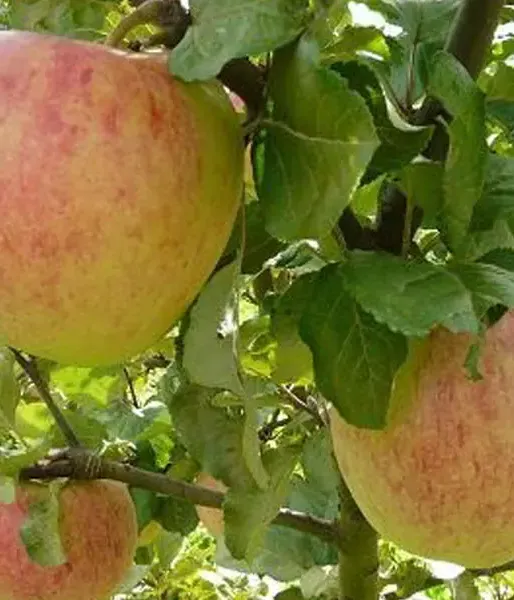 Jabloň (Malus domestica) TIINA - Tutifruti, s.r.o. (SK)