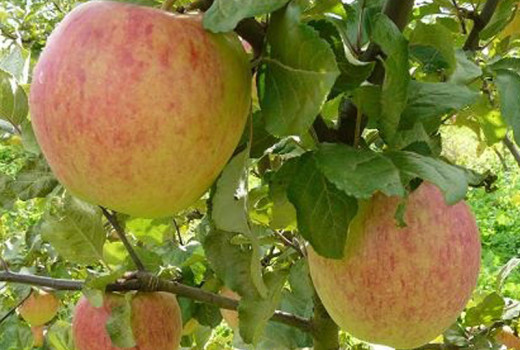 Neue baltische Apfelsorten: Detaillierte Analyse der Sorten Monta, Tiina und Konfetnoje | Blog