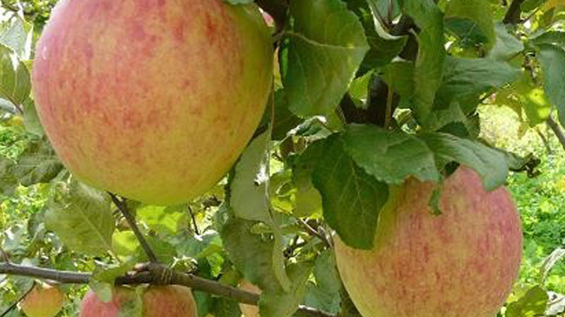 Nové pobaltské odrody jabloní: Detailná analýza odrôd Monta, Tiina a Konfetnoje | Blog