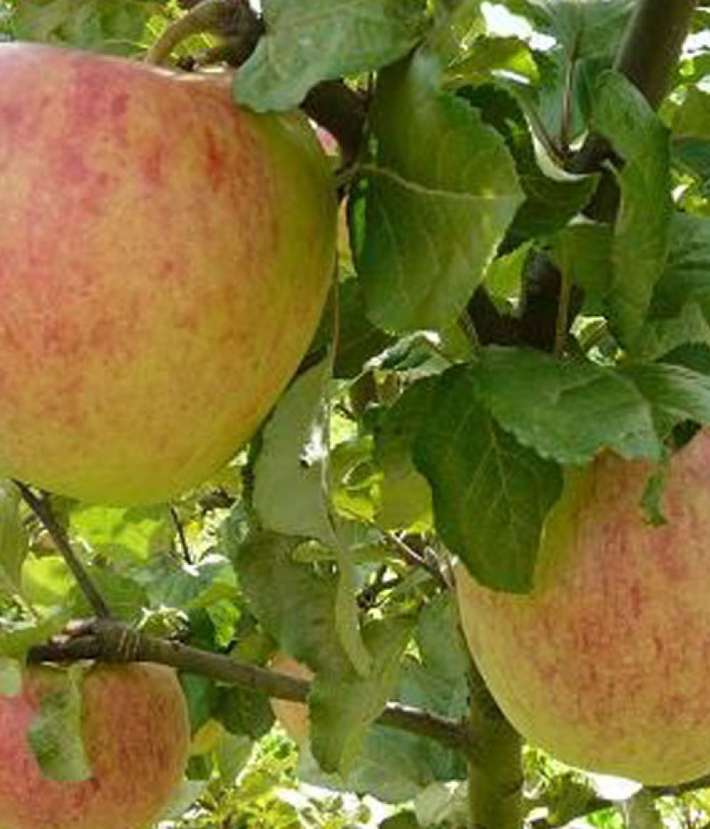Jabloň (Malus domestica) TIINA - Tutifruti, s.r.o. (SK)
