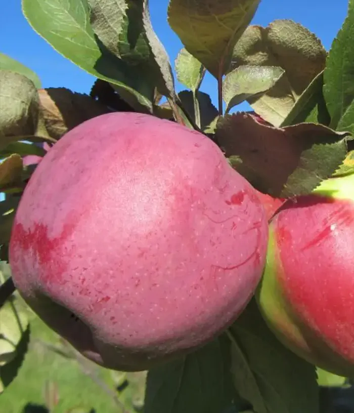 Apple tree (Malus domestica) TALVENAUDING - Tutifruti, s.r.o.