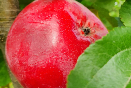 Ďalšie exkluzívne rarity: Odhalenie lotyšských a ruských stĺpovitých jabloní Ostankino, Uldis, Inese, Zane