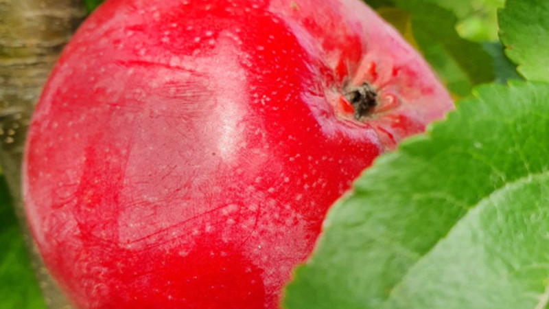 Ďalšie exkluzívne rarity: Odhalenie lotyšských a ruských stĺpovitých jabloní Ostankino, Uldis, Inese, Zane