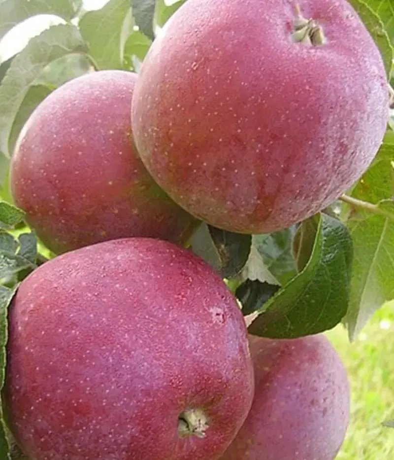 Jabloň (Malus domestica) ALESYA - Tutifruti, s.r.o.