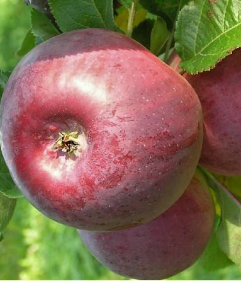 Jabloň (Malus domestica) ANITE - Tutifruti, s.r.o.