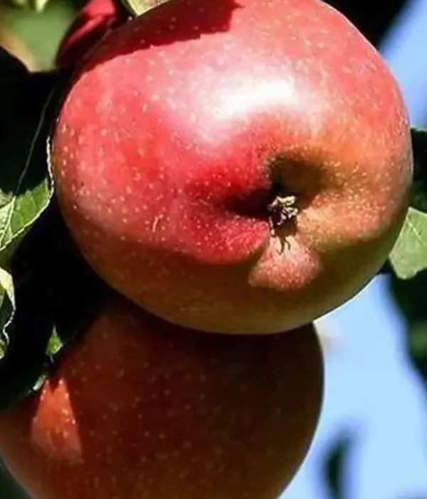 Jabloň (Malus domestica) ANTEI KIEVSKY (stĺpová) 