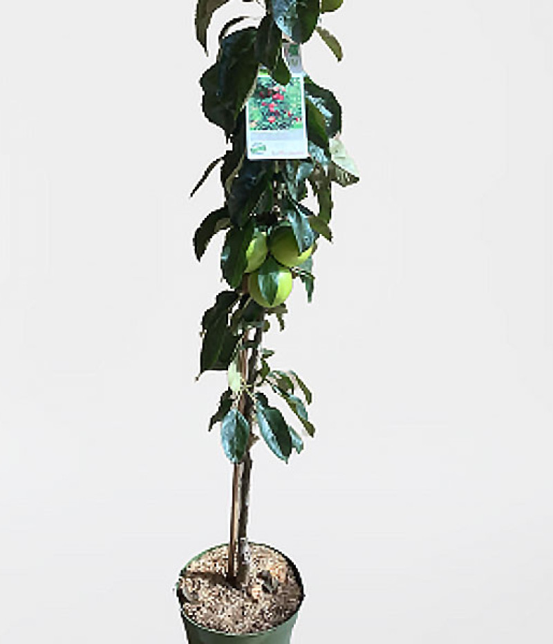 BIO Jabloň stĺpová BLACK MC INTOSH - Tutifruti SK